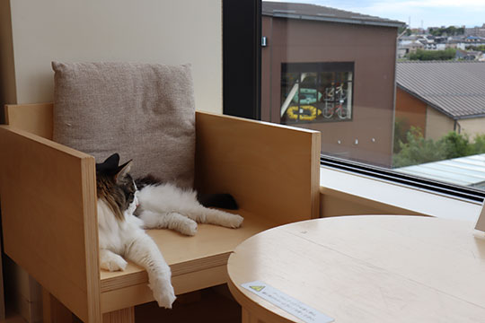 Cat Café MOFF