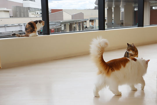 Cat Café MOFF