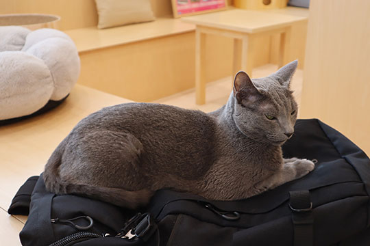 Cat Café MOFF